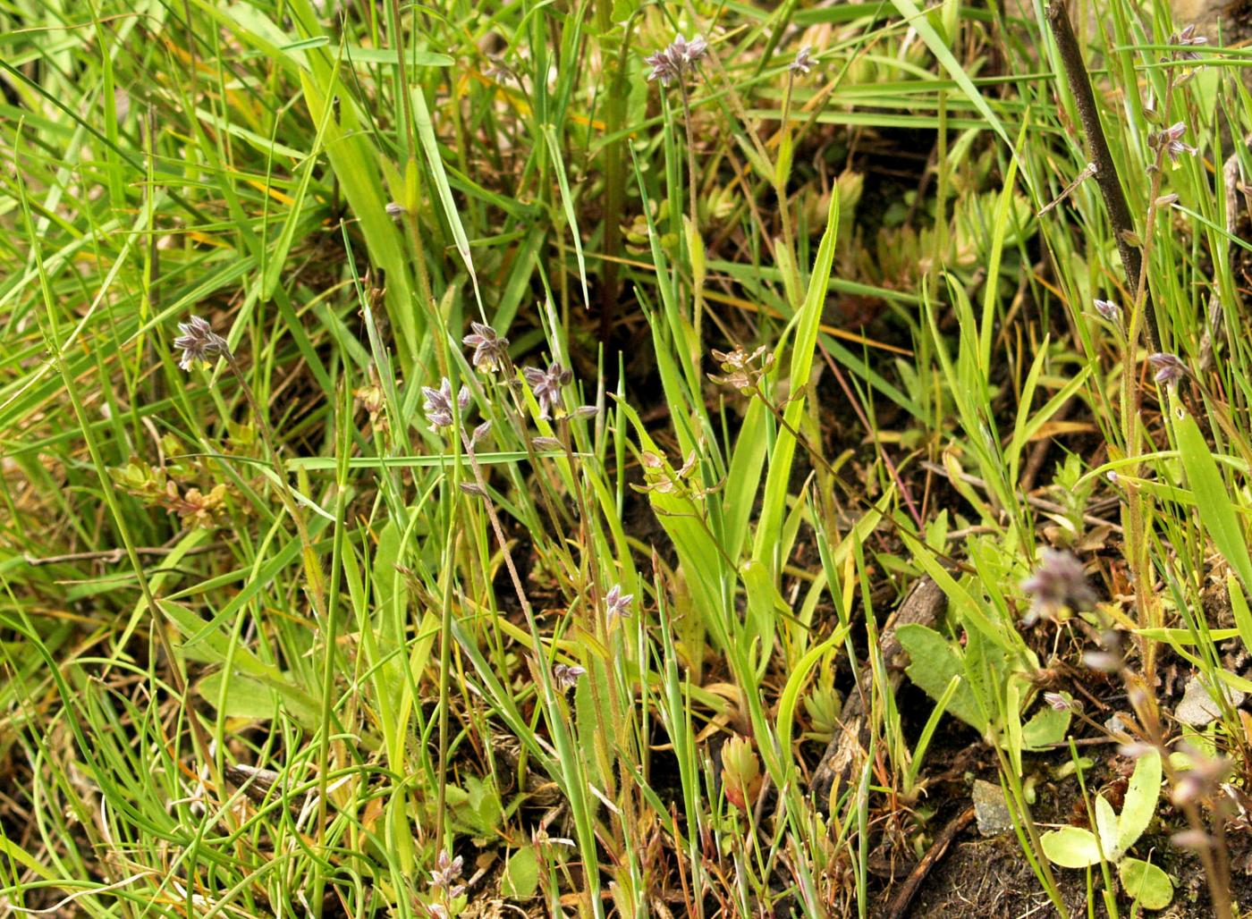 Forget-me-not, Changing plant